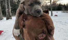 比特犬打斗视频,残酷的街头对决现场直击